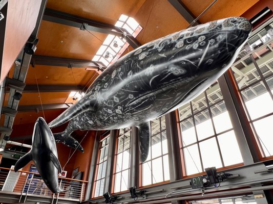 Santa Barbara Museum of Natural History Sea Center by null