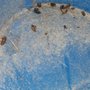 Photo of Arrington Termite & Pest Control
