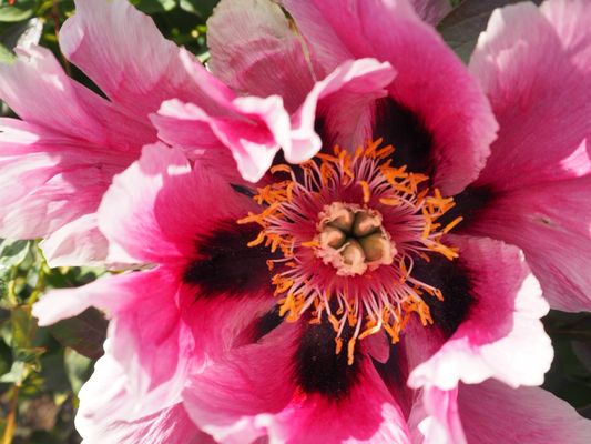 Tropical Greenhouse by null