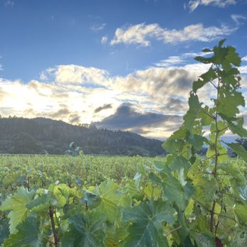 Larkmead Vineyards - Vineyard pic - Wineries Near Me - Calistoga, California