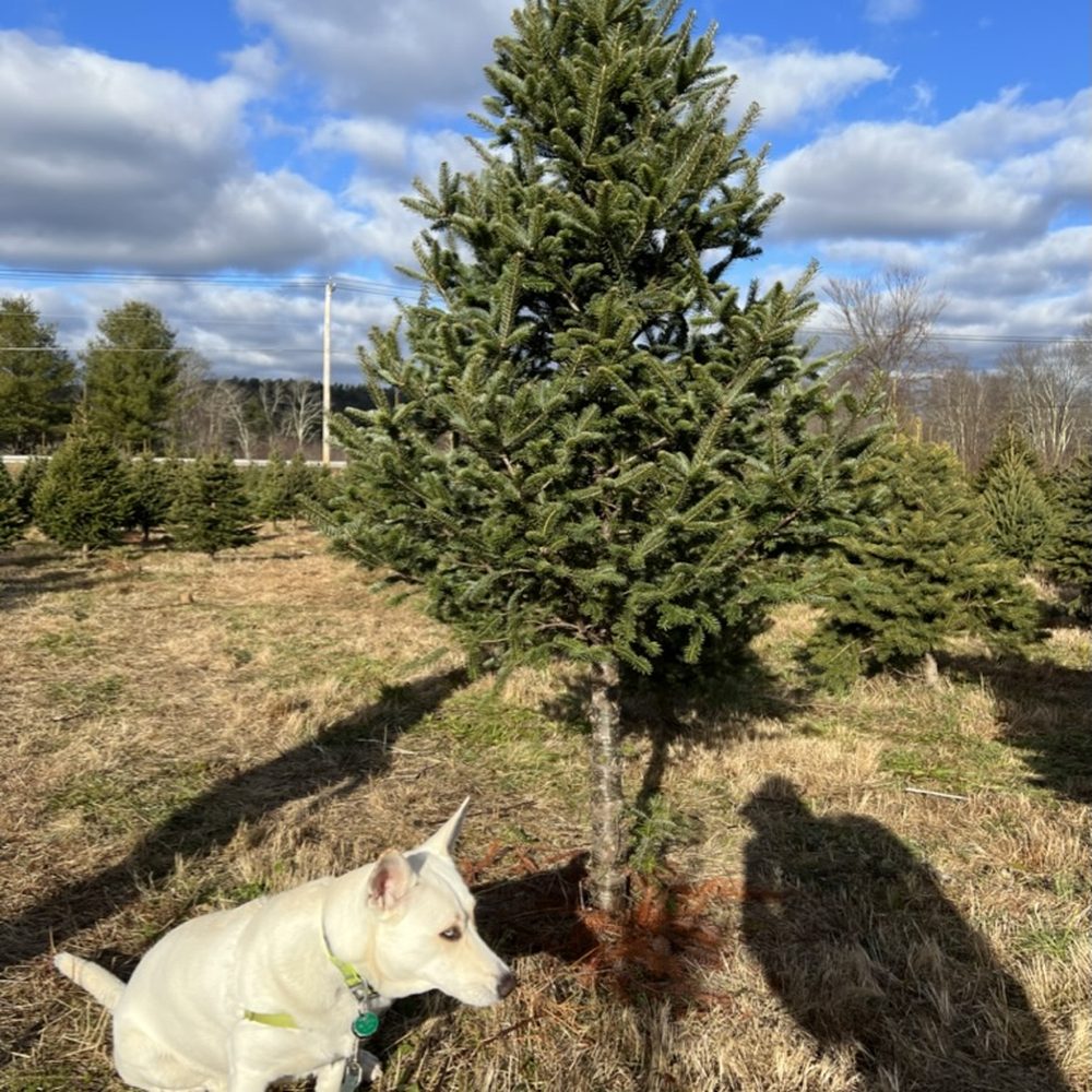 Maple Hollow Farm - Christmas Trees Near Me - New Hartford, Connecticut