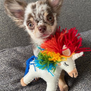 Gone To the Dogs - Our favorite unicorn! - Pet Stores Near Me - Brooklyn, New York Gone To the Dogs - Our favorite unicorn! - Pet Stores Near Me - Brooklyn, New York