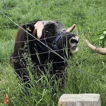 Large Animal Research Station - Colleges & Universities Near Me - Fairbanks, Alaska Large Animal Research Station - Colleges & Universities Near Me - Fairbanks, Alaska