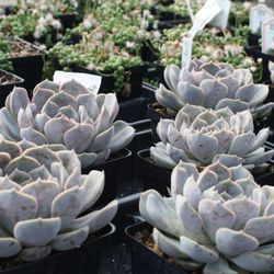 Zema's Nursery - Succulents! Ideal for hot Summers.