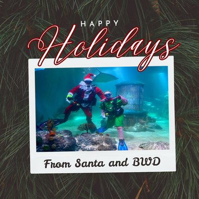Blue Water Divers by null