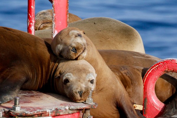Oceanside Adventures by null