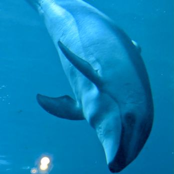 Shedd Aquarium - Aquariums Near Me - Chicago, Illinois