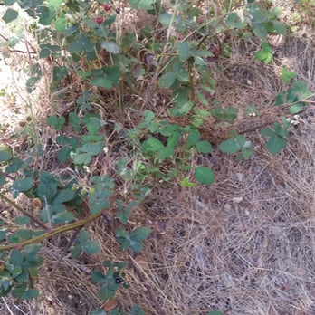 Quarry Park - wild blackberries? - Parks Near Me - Monterey, California