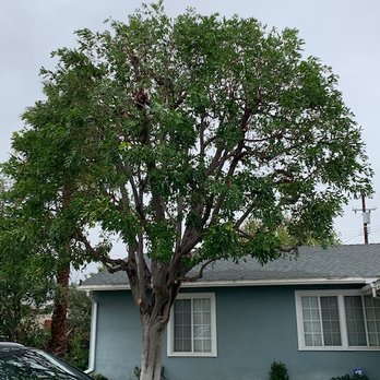 Natural Wonders Trees - Tree Services Near Me - Los Angeles, California