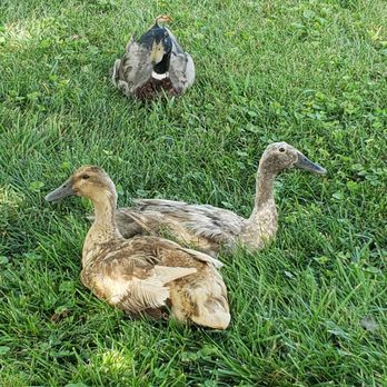 Old Trade Brewery - Ducks. - Breweries Near Me - Brandy Station, Virginia Old Trade Brewery - Ducks. - Breweries Near Me - Brandy Station, Virginia