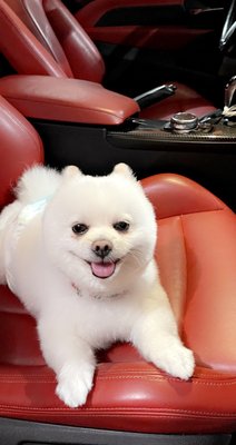 Adorable Pet Grooming Salon by null