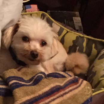 Pet Set - Pet Groomers Near Me - Lansing, Illinois