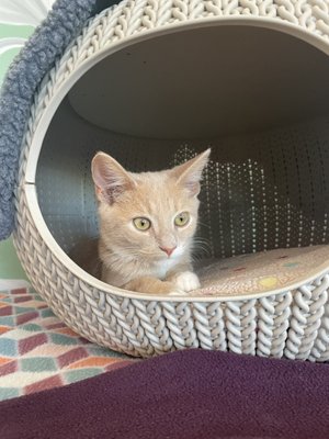 Cat Tales Cat Cafe by null