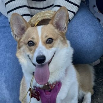 Veterinary Emergency Group - Emergency Pet Hospital Near Me - San Jose, California Veterinary Emergency Group - Emergency Pet Hospital Near Me - San Jose, California