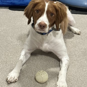 Hyline Hotel for Dogs - Huck loves Hyline - Pet Training Near Me - Everson, Washington Hyline Hotel for Dogs - Huck loves Hyline - Pet Training Near Me - Everson, Washington