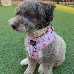 Home Sweet Home Doodles - Iz at the dog park