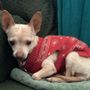 Photo of Central Phoenix Animal Hospital