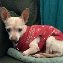 Central Phoenix Animal Hospital - Ginger chilling!