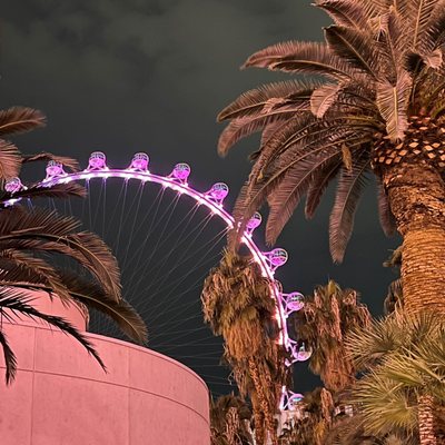 Flamingo Las Vegas by null