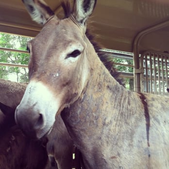 Peaceful Valley Donkey Rescue - During a rescue. - Pet Adoption Near Me - San Angelo, Texas