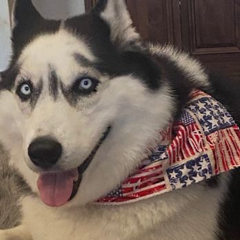 Sassy Paws Mobile Pet Salon - Pet Groomers Near Me Sassy Paws Mobile Pet Salon - Pet Groomers Near Me