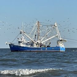Barnacle Bill's Fresh Seafood Market - Local shrimping boats in Hilton Head island