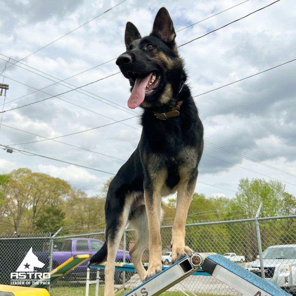 ASTRO KENNELS 26 Photos & 18 Reviews 418 Scuffletown Rd