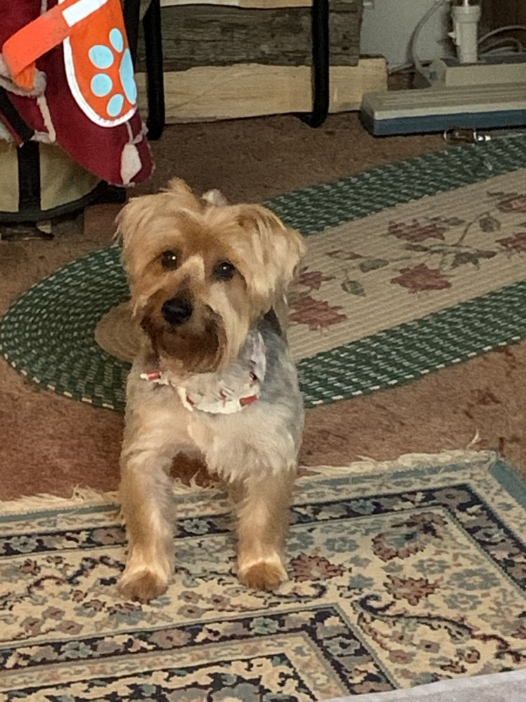 SHED HAPPENS Updated August 2024 555 Fairfax Rd, Saint Albans, Vermont Pet Groomers