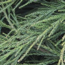Ray's Nursery - Cryptomeria Radicans