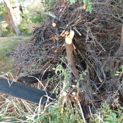 Affordable Tree Care - he did not cut at the fence line!!!!! this took me 8 hours this small section he skipped!