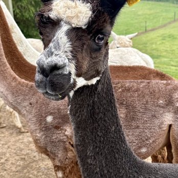 Lazy Acre Alpacas - Tours Near Me - Bloomfield, New York
