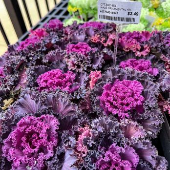 Calloway's Nursery - Ornamental kale - Nurseries & Gardening Near Me - Cedar Park, Texas