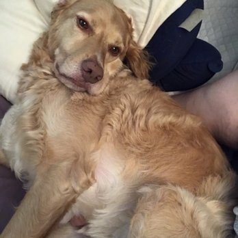 Dogaholics - Here's our Jakey day after his "hair cut"... - Pet Groomers Near Me - Chicago, Illinois