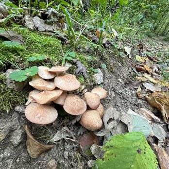 Castlewood State Park - Mushrooms - Parks Near Me - Ballwin, Missouri