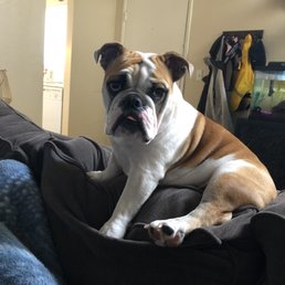 Maggie Mae 1yr 3m, formally known Cumbia, just spoiled, completes our family, she keeps asking for a brother