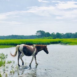 Chincoteague Island Adventures