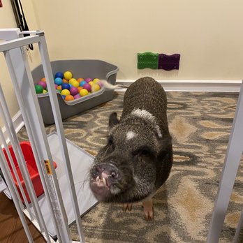 NY Teacup Piggies - Party & Event Planning Near Me NY Teacup Piggies - Party & Event Planning Near Me