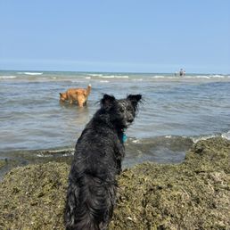 Enjoying the dog beach Enjoying the dog beach