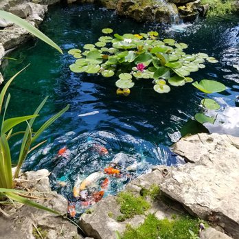 Aqua Tech Aquarium & Pond Services - Hungry Koi! - Aquarium Services Near Me Aqua Tech Aquarium & Pond Services - Hungry Koi! - Aquarium Services Near Me