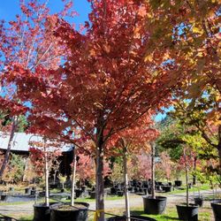New Hope Nursery - Large maples