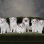 Photo of Kitten Around Ragdolls