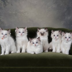 Kitten Around Ragdolls - Home-raised Ragdoll kittens from Kitten Around Ragdolls in Greater Sacramento, California.