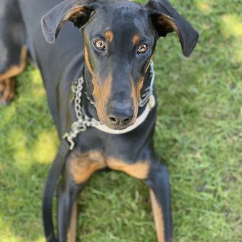 CANIS - Behavior and Training - This is our 1 yr old (mostly doberman - 75% and 25% mix) Doberman, Rhodes. He is the sweetest fun loving dog who just needed training! - Pet Training Near Me - Tarzana, California CANIS - Behavior and Training - This is our 1 yr old (mostly doberman - 75% and 25% mix) Doberman, Rhodes. He is the sweetest fun loving dog who just needed training! - Pet Training Near Me - Tarzana, California