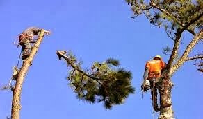 Safe Than Sorry - tree service in Patterson, NJ