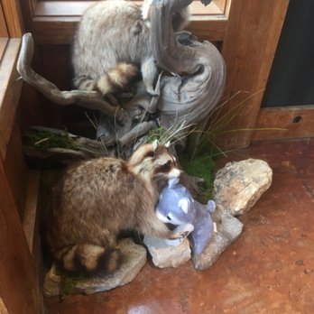 Bass Pro Shops - Raccoons - Sporting Goods Near Me - Branson, Missouri