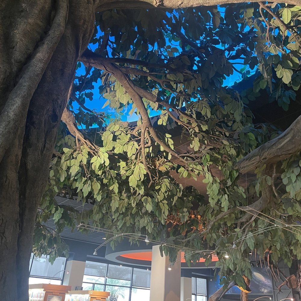 Cerritos Library - Tree - Libraries Near Me - Cerritos, California