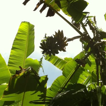 Twin Falls Trail - Bananas - Hiking Near Me - Haiku, Hawaii Twin Falls Trail - Bananas - Hiking Near Me - Haiku, Hawaii