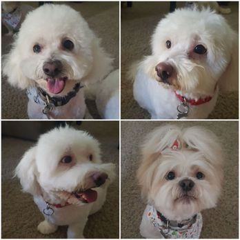 Bubble Doggie - Soskay, Franklin and Charlie. - Pet Groomers Near Me - La Mirada, California