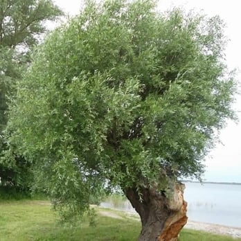 Badestrand Mili - Beaches Near Me