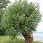 Photo of Badestrand Mili